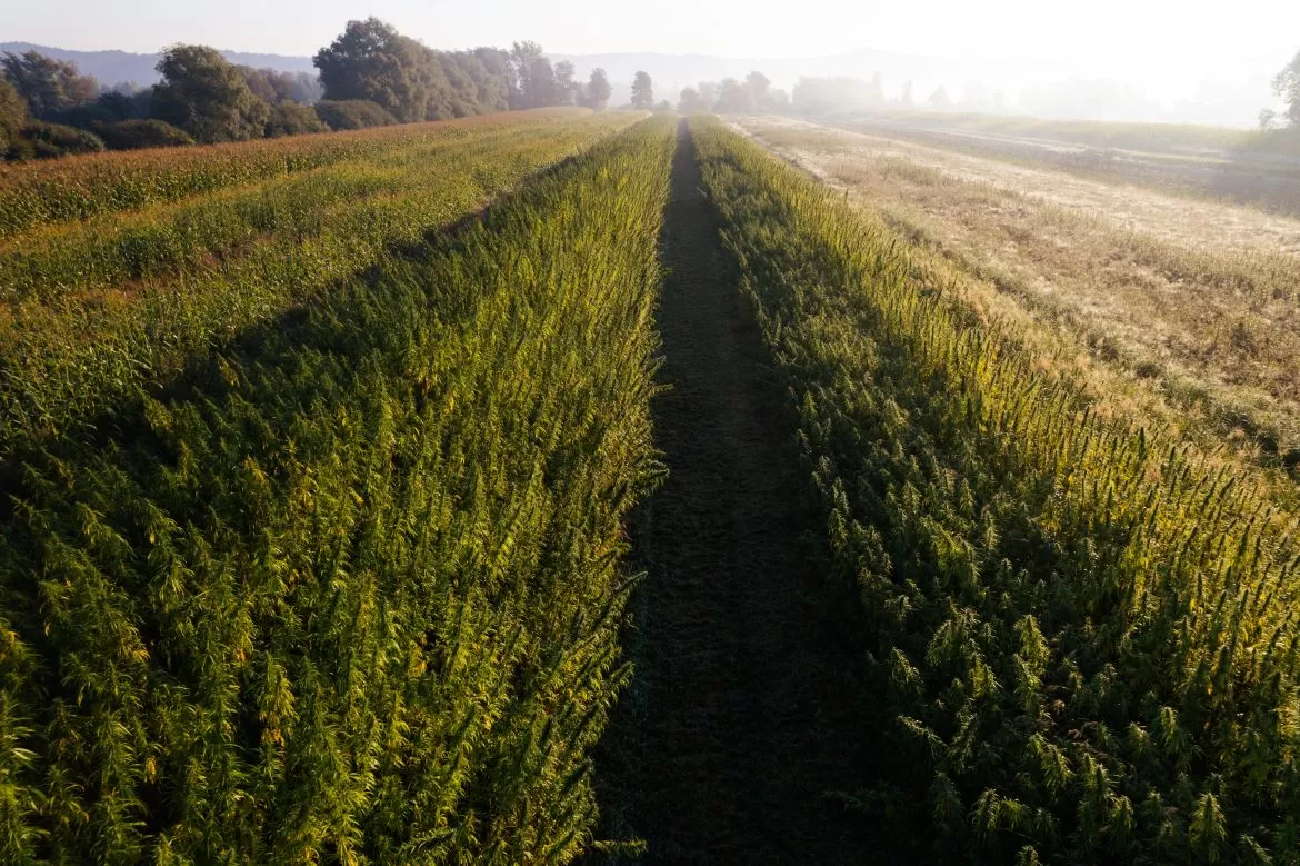 hemp is sustainable